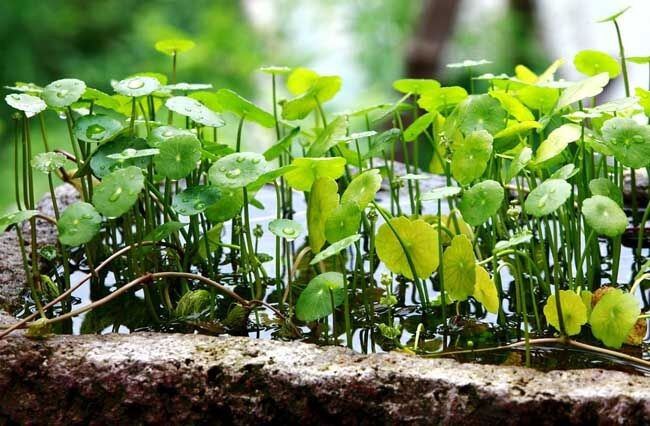 水培营养液配方表_水培菜营养液制造_叶菜 水培 营养液配方