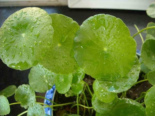 水培营养液配方表_叶菜 水培 营养液配方_水培菜营养液制造