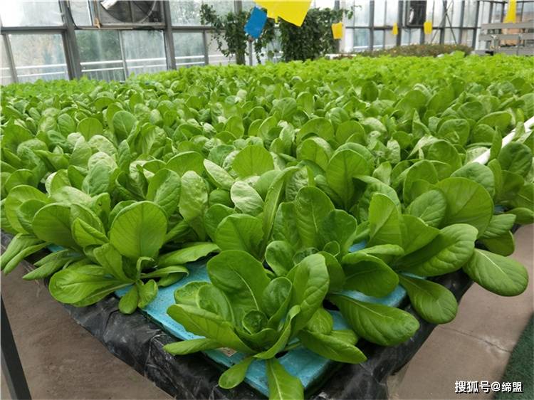 水培蔬菜营养液的最佳ec值_水培营养液配方表_叶菜 水培 营养液配方