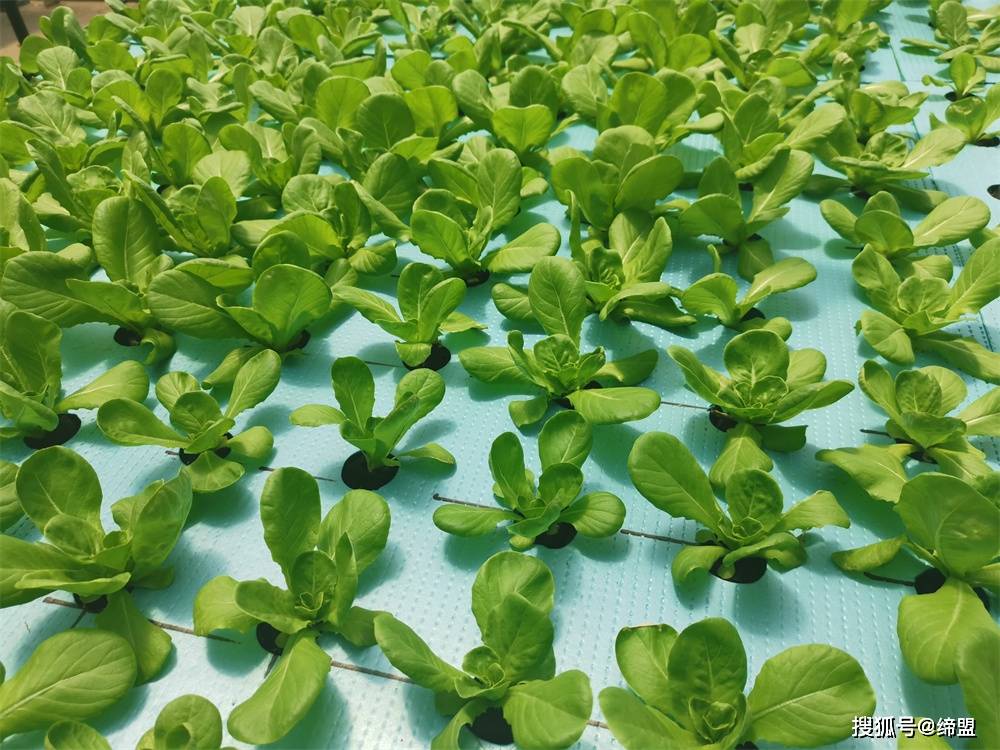 水培营养液配方表_水培蔬菜营养液的最佳ec值_叶菜 水培 营养液配方