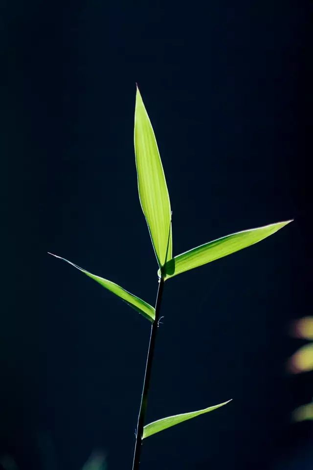 手把手教你拍花_怎么拍花才好看技巧_拍花的技巧