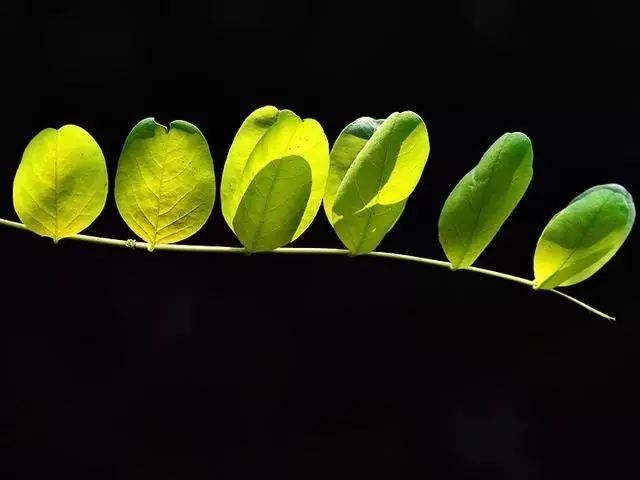怎么拍花才好看技巧_拍花的技巧_手把手教你拍花