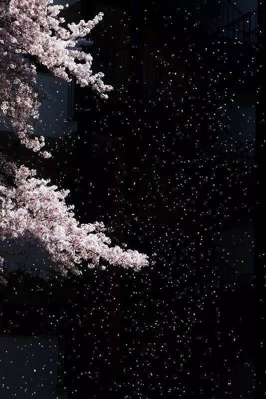 拍花的技巧_手把手教你拍花_怎么拍花才好看技巧