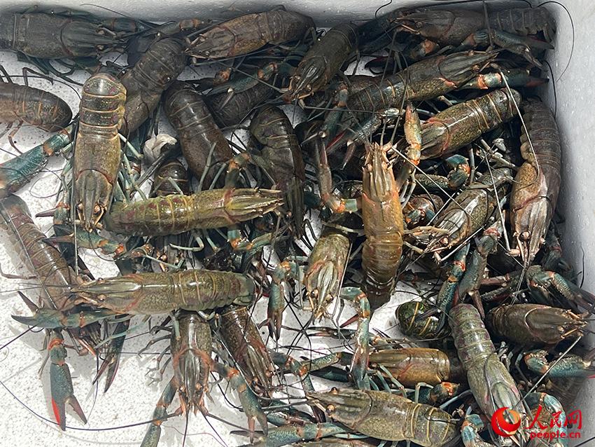 海鲜养殖利润怎么样_海鲜养殖成本和利润_做海鲜养殖怎么样
