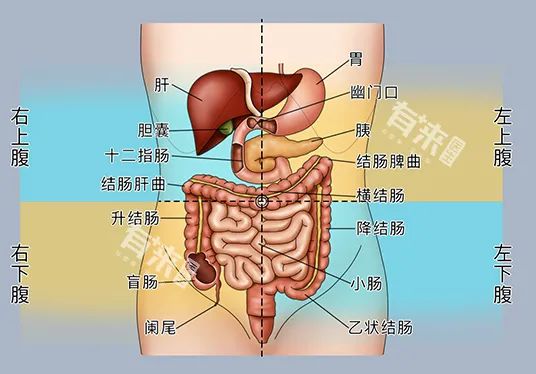 女左腹部隐痛的原因有哪些_左腹部隐痛的原因女性_原因腹部左女性隐痛怎么办