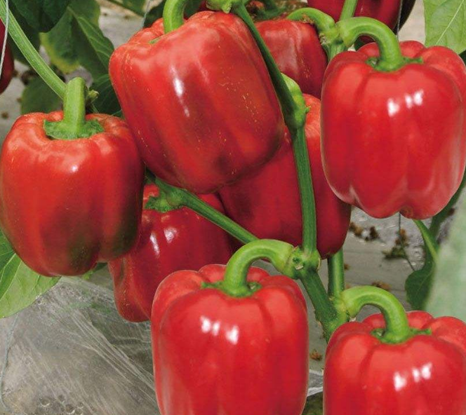 椒菜是什么菜_菜椒_椒菜怎么做好吃