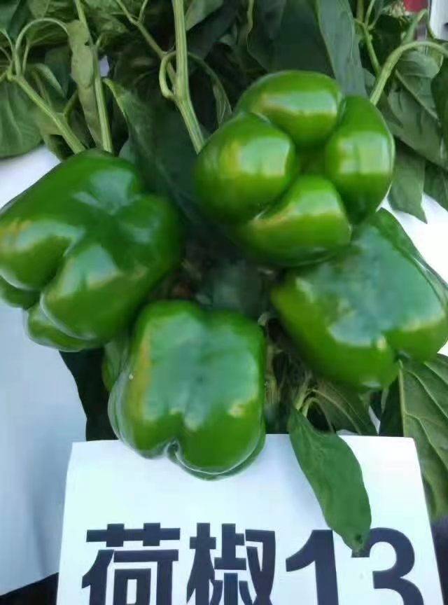菜椒_椒菜怎么做好吃_椒菜的做法