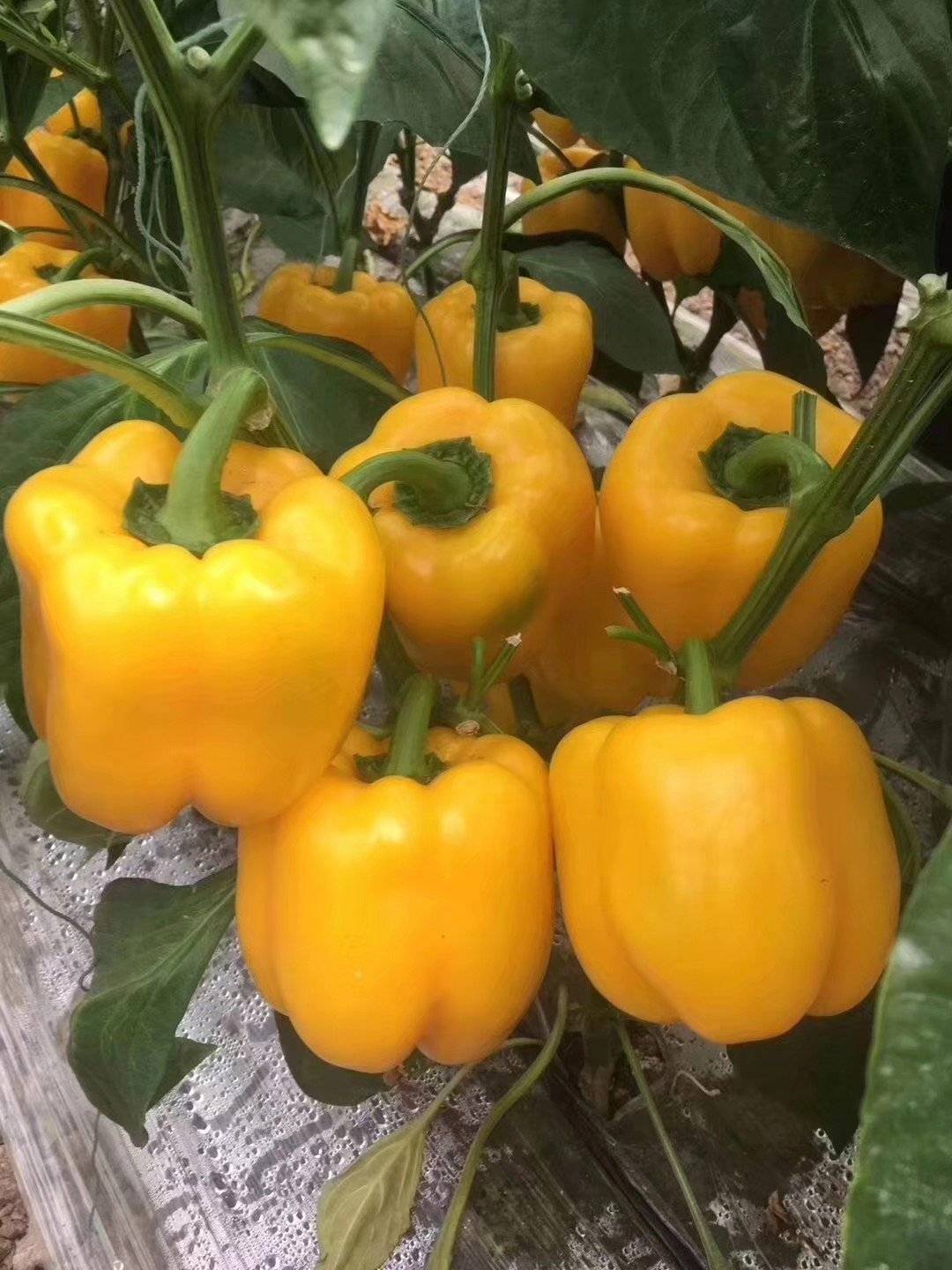 菜椒_椒菜怎么做好吃_椒菜的做法