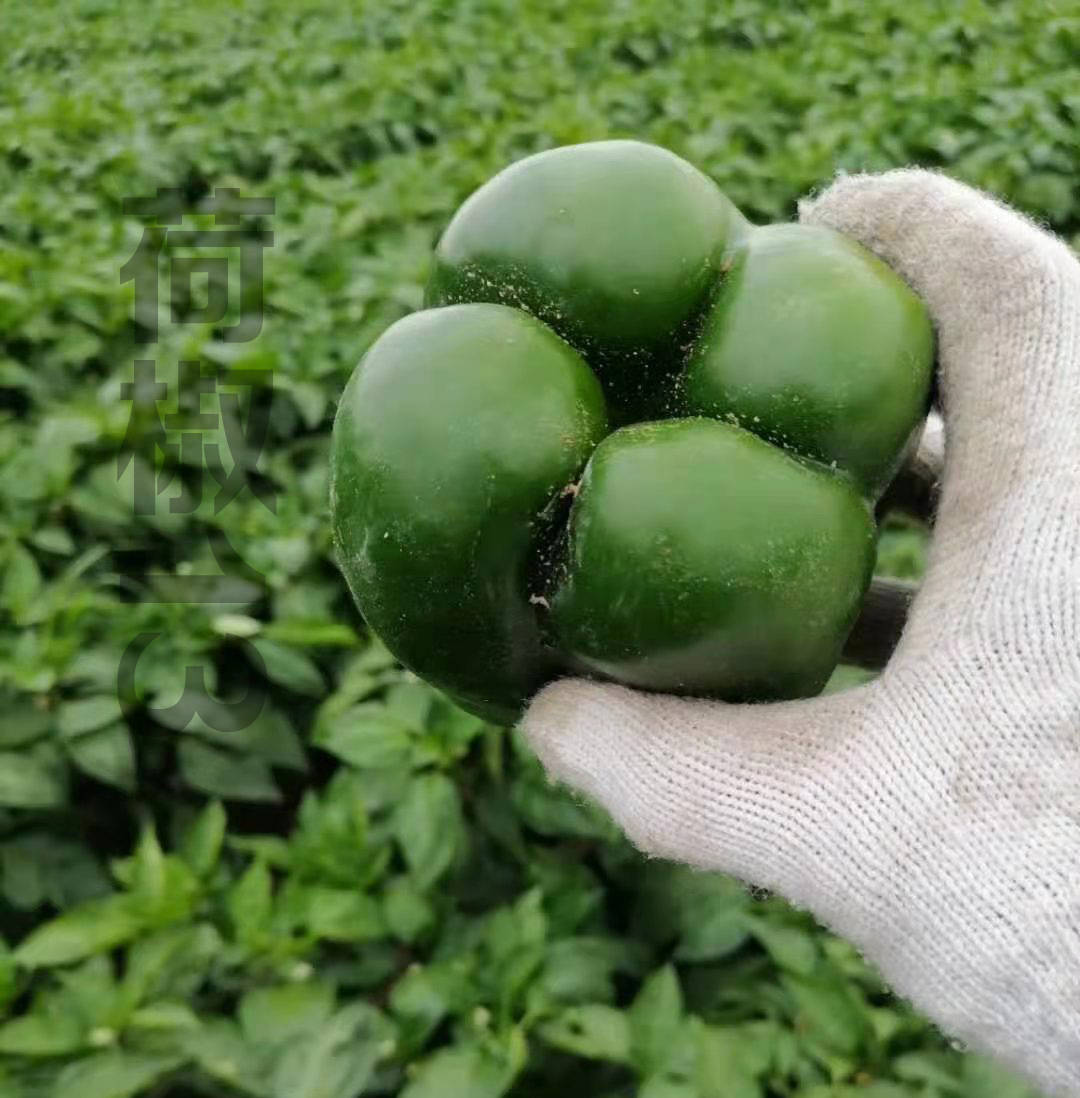 菜椒_椒菜怎么做好吃_椒菜的做法