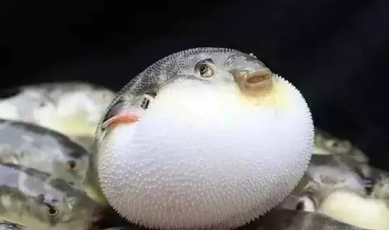 海鲜的利润高吗_一分利海鲜_利善海鲜大咖