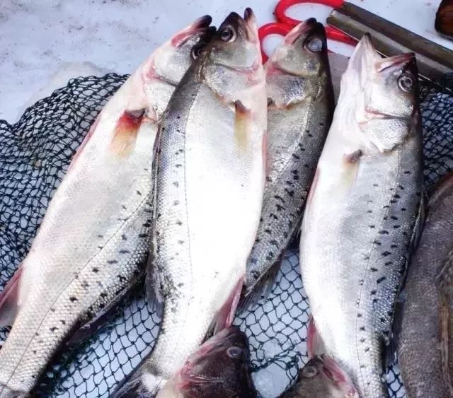 利善海鲜大咖_海鲜的利润高吗_一分利海鲜