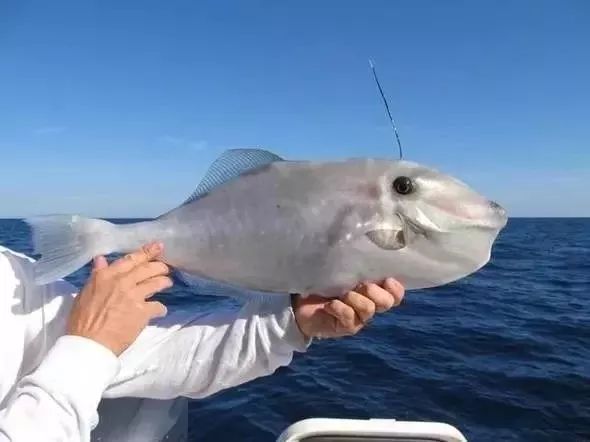 一分利海鲜_利善海鲜大咖_海鲜的利润高吗
