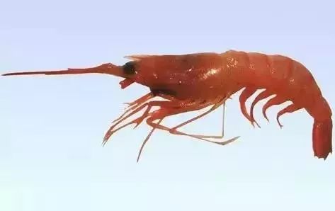 一分利海鲜_海鲜的利润高吗_利善海鲜大咖