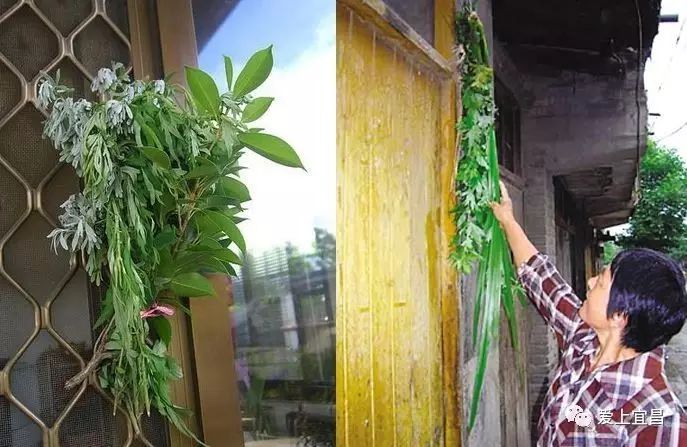 吃紫贝菜有什么好处_紫贝菜什么人不能吃_紫贝菜哪些人不能吃