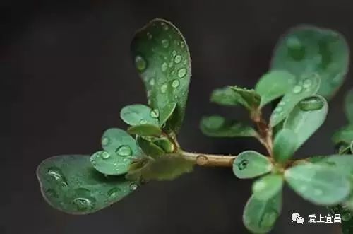 吃紫贝菜有什么好处_紫贝菜什么人不能吃_紫贝菜哪些人不能吃