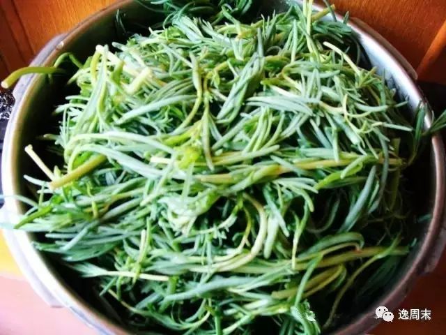 紫贝菜可以生吃吗_吃紫贝菜有什么好处_紫贝菜哪些人不能吃