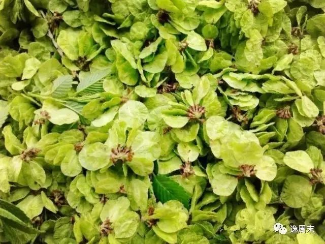 吃紫贝菜有什么好处_紫贝菜哪些人不能吃_紫贝菜可以生吃吗