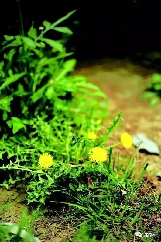 紫贝菜可以生吃吗_紫贝菜哪些人不能吃_吃紫贝菜有什么好处