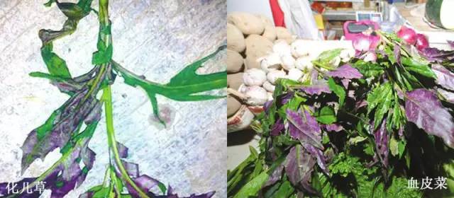 吃紫贝菜有什么好处_紫贝菜可以生吃吗_紫贝菜哪些人不能吃