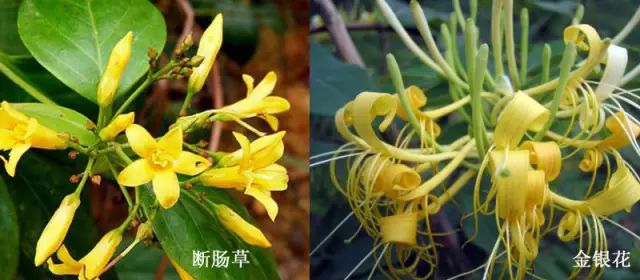 吃紫贝菜有什么好处_紫贝菜可以生吃吗_紫贝菜哪些人不能吃