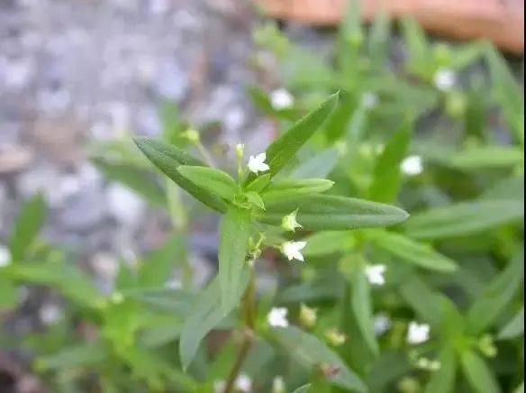 紫贝菜哪些人不能吃_紫贝菜什么人不能吃_紫贝菜能不能常吃