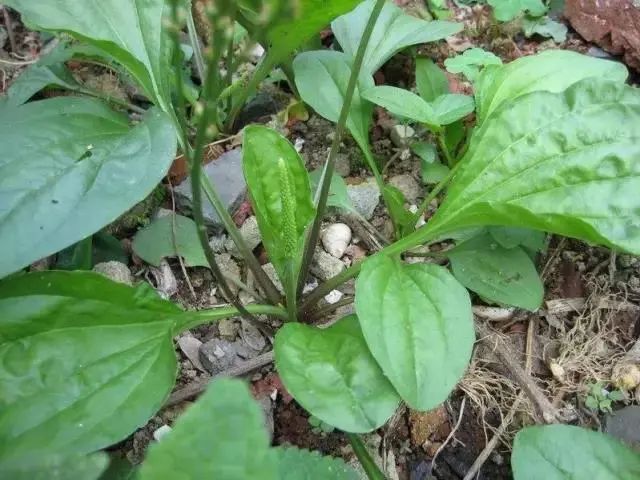 紫贝菜什么人不能吃_紫贝菜哪些人不能吃_紫贝菜能不能常吃