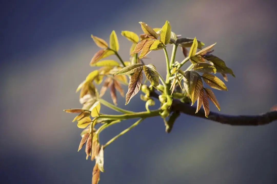 紫贝菜能不能常吃_紫贝菜哪些人不能吃_紫贝菜什么人不能吃