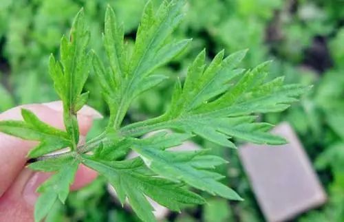 紫贝菜能不能常吃_紫贝菜哪些人不能吃_紫贝菜什么人不能吃