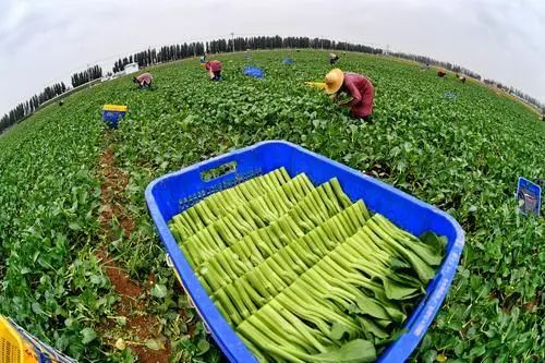 紫贝菜什么人不能吃_紫贝菜可以生吃吗_紫贝菜哪些人不能吃