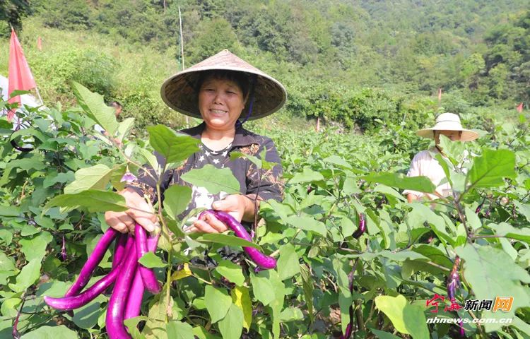 紫贝菜什么人不能吃_紫贝菜可以生吃吗_紫贝菜哪些人不能吃