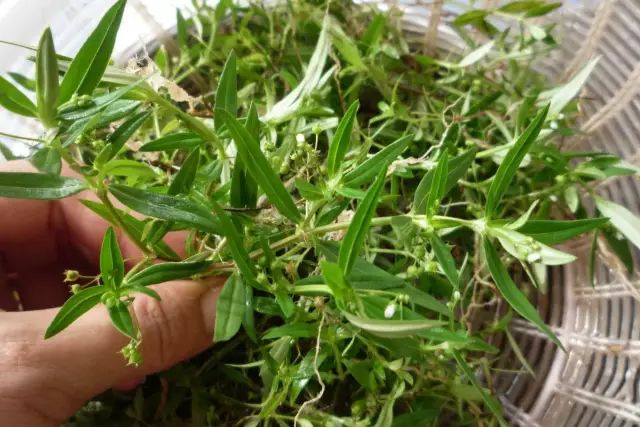 吃紫贝菜有什么好处_紫贝菜什么人不能吃_紫贝菜哪些人不能吃