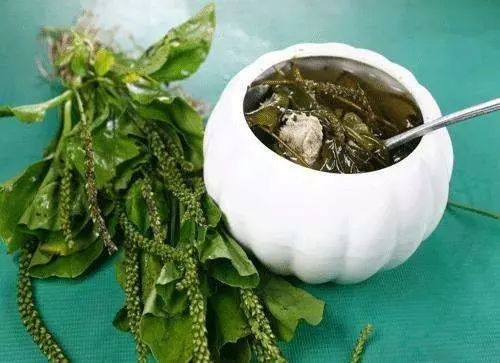 紫贝菜什么人不能吃_吃紫贝菜有什么好处_紫贝菜哪些人不能吃