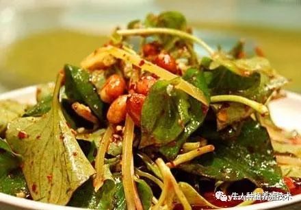 紫贝菜哪些人不能吃_紫贝菜可以和鸡蛋一起吃吗_紫贝菜什么人不能吃