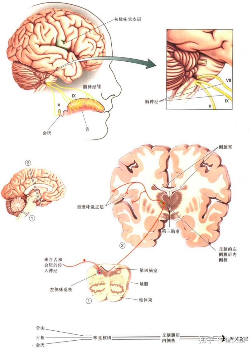 味蕾细胞有记忆_味蕾细胞多久更新一次_味蕾的记忆力