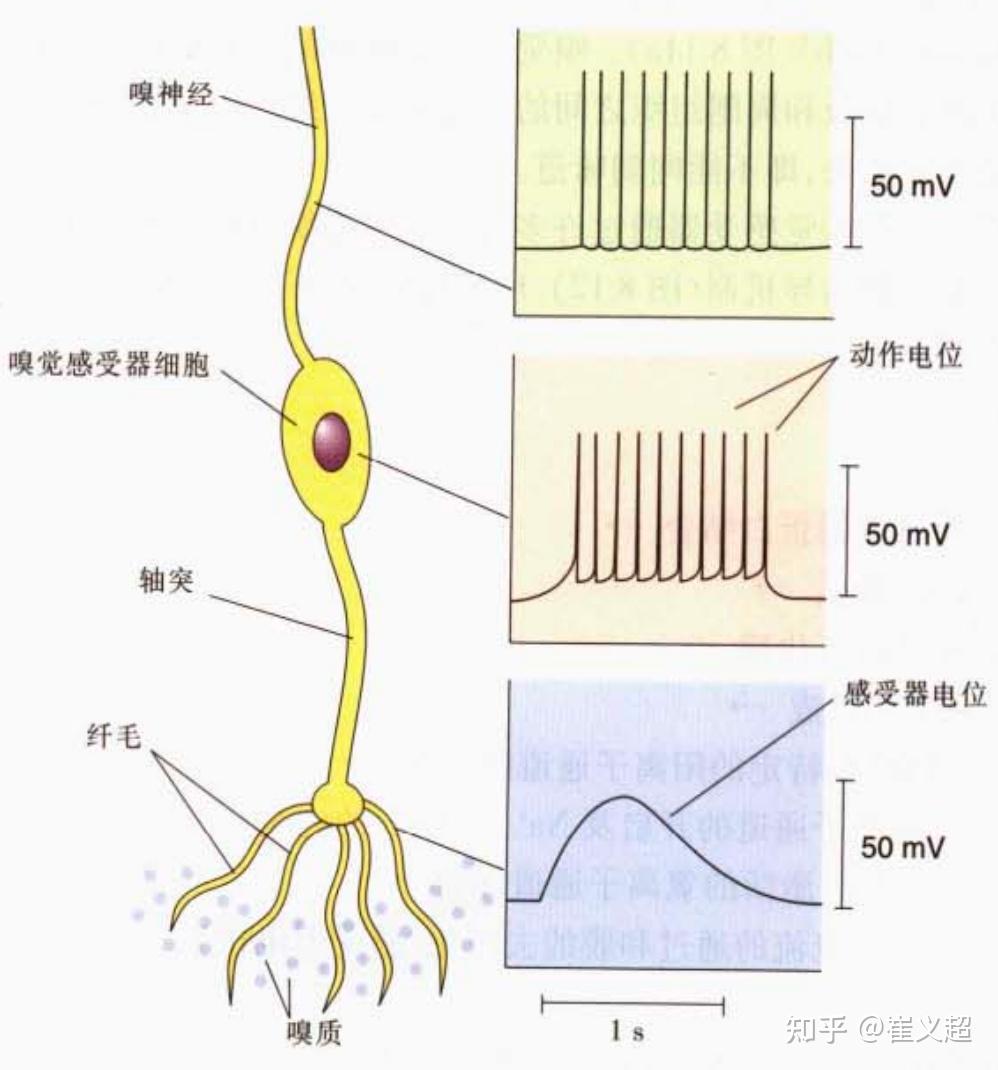 味蕾细胞多久更新一次_味蕾的记忆力_味蕾细胞有记忆