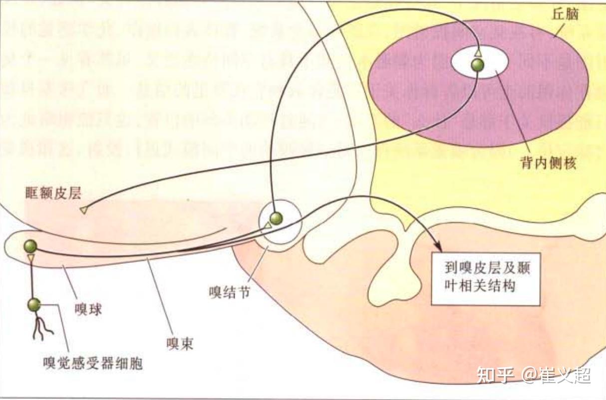 味蕾细胞有记忆_味蕾细胞多久更新一次_味蕾的记忆力