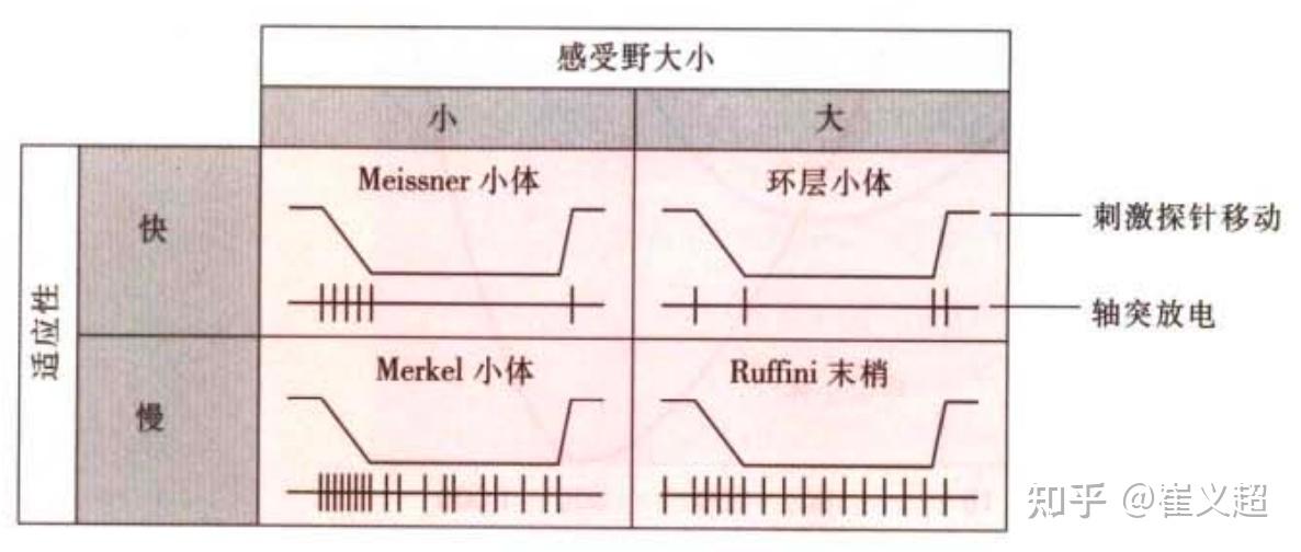 味蕾细胞多久更新一次_味蕾细胞有记忆_味蕾的记忆力