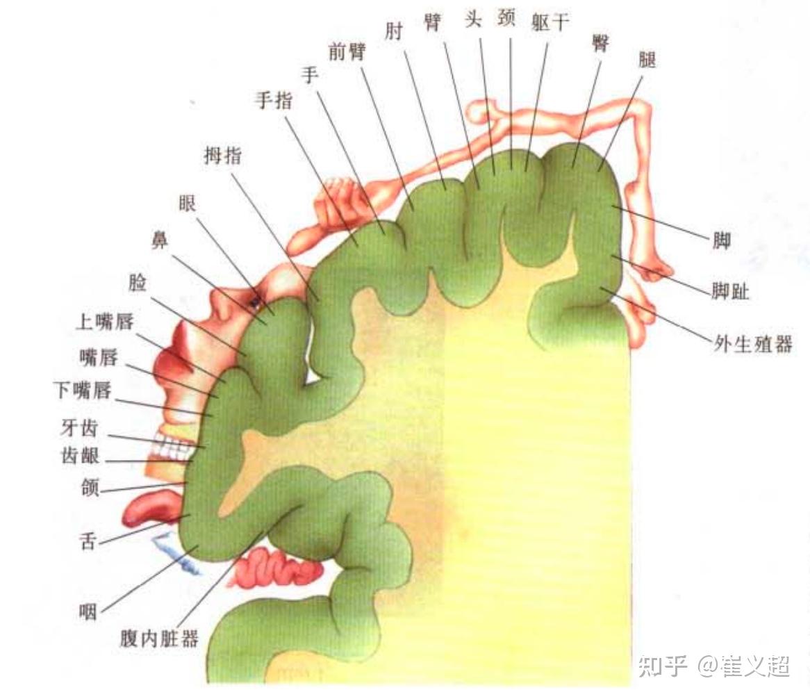 味蕾细胞有记忆_味蕾的记忆力_味蕾细胞多久更新一次