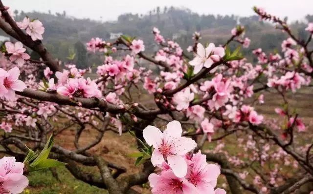 正常妇女绝经年龄_正常女生绝经年龄_正常女性绝经年龄多少