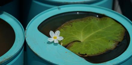 刺种莕菜_刺菜什么样_刺菜喜欢生长在哪里
