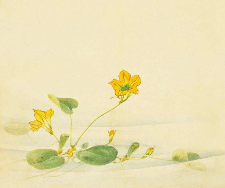刺菜喜欢生长在哪里_刺菜什么样_刺种莕菜