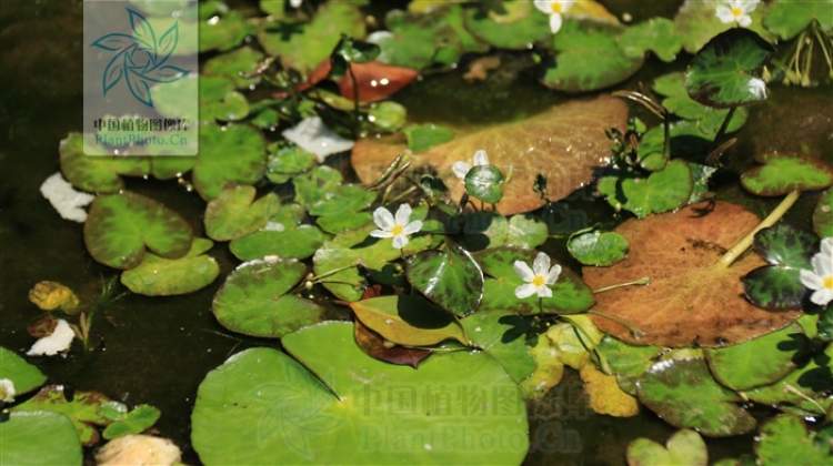 刺种莕菜_刺菜喜欢生长在哪里_刺菜什么样