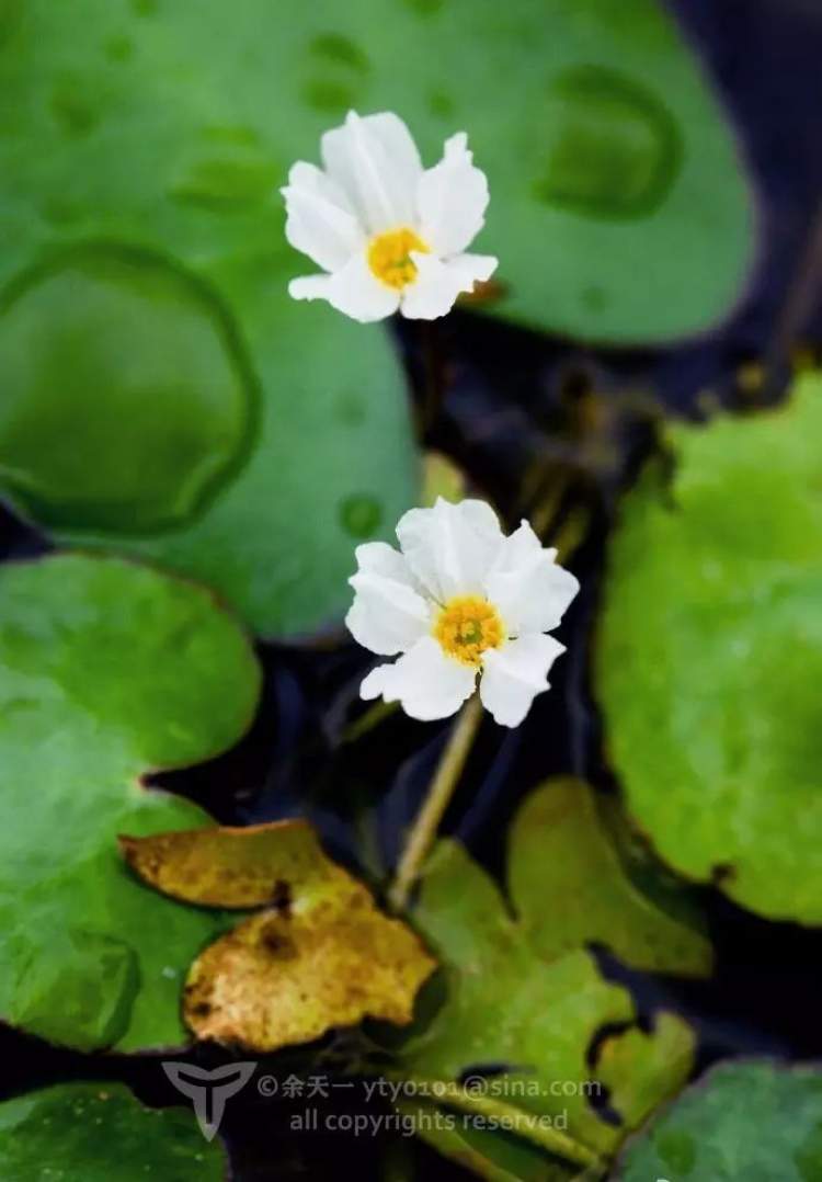 刺菜什么样_刺种莕菜_刺菜喜欢生长在哪里
