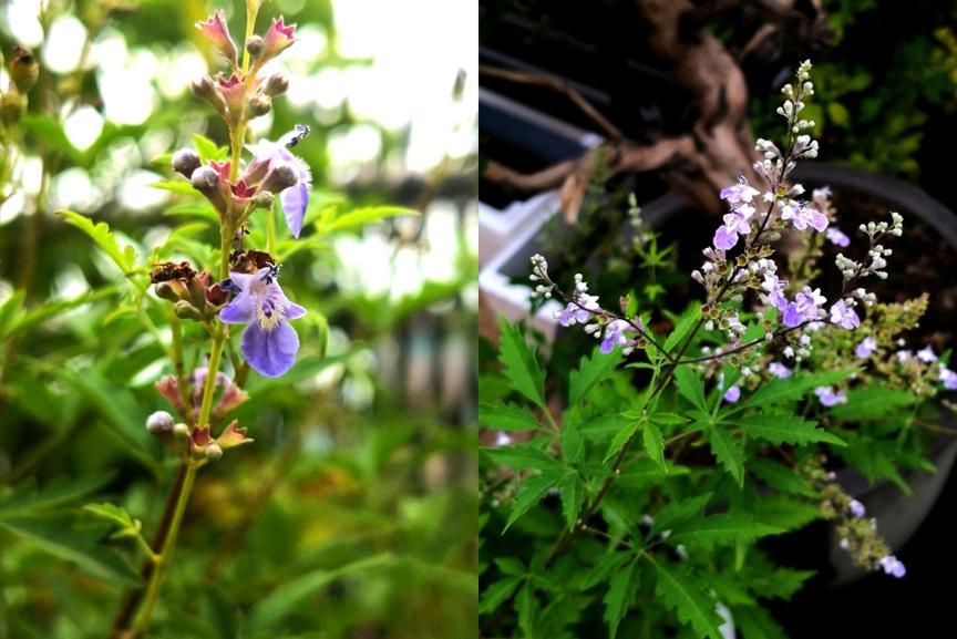 刺菜生长期_刺菜什么样_刺种莕菜
