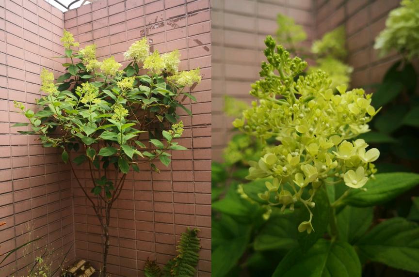刺菜什么样_刺种莕菜_刺菜生长期