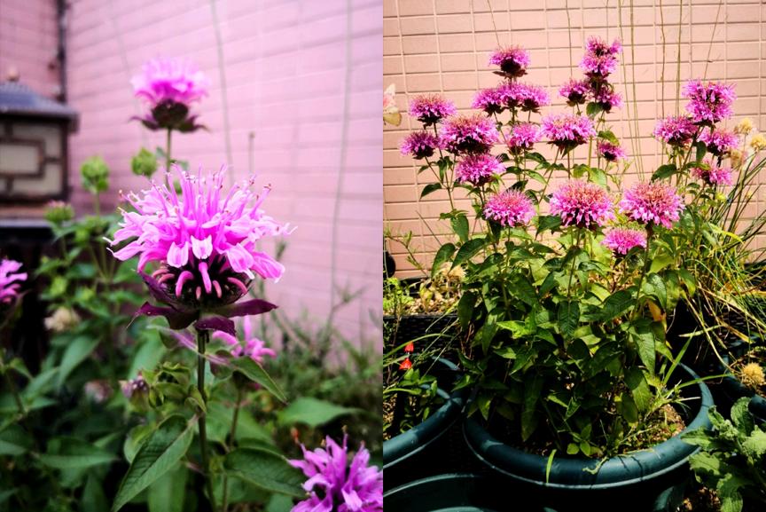 刺菜什么样_刺种莕菜_刺菜生长期