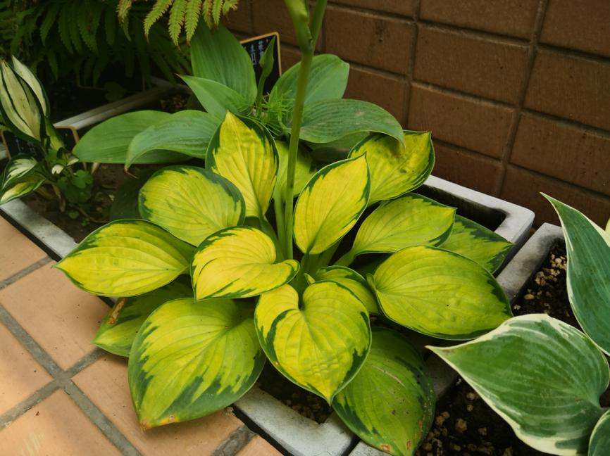刺种莕菜_刺菜生长期_刺菜什么样