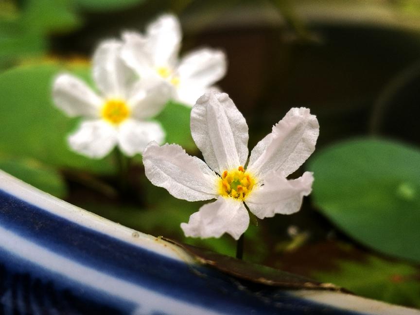 刺菜生长期_刺菜什么样_刺种莕菜