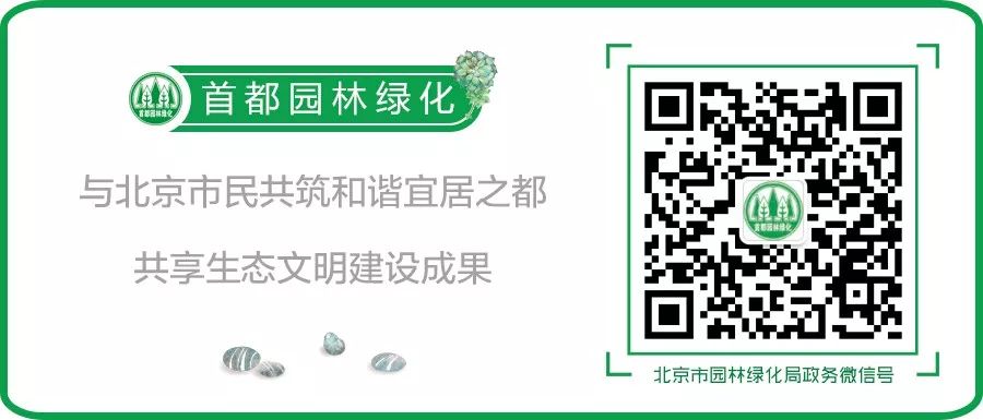 刺种莕菜_刺菜什么样_刺菜生长期