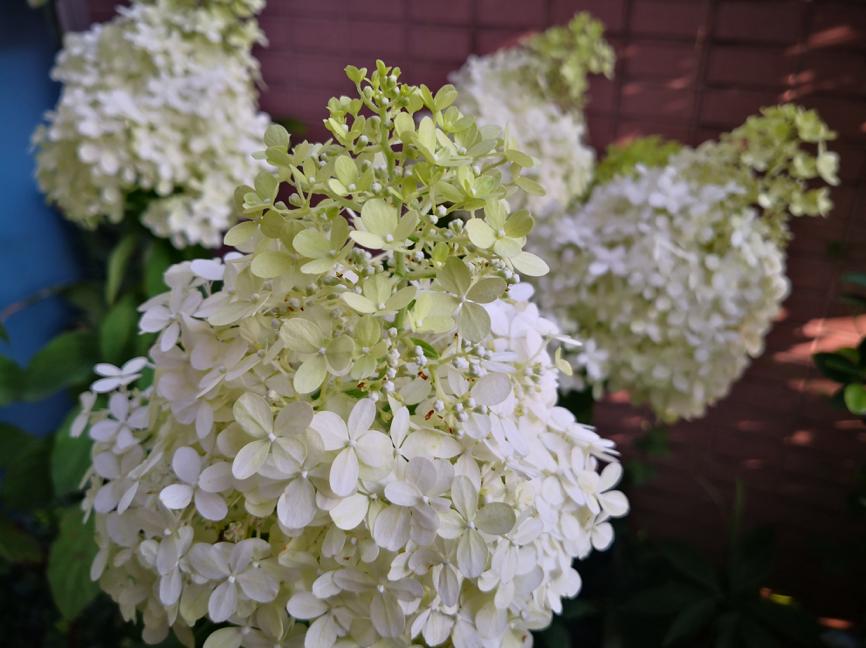 刺菜什么样_刺种莕菜_刺菜生长期